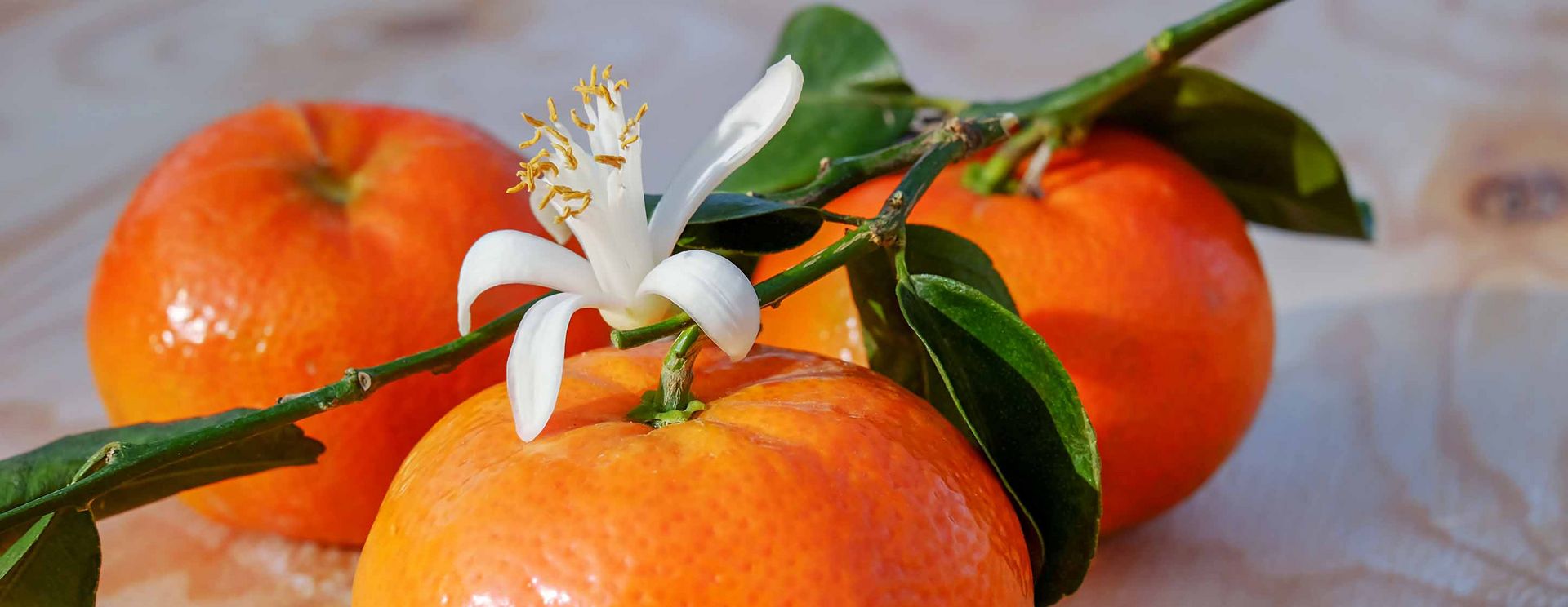 MCI Miritz Mandarinen und Blüten